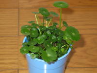 �E�H�[�^�[�E�}�b�V�����[��