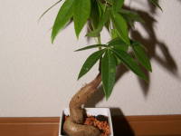 ���c�f�A�I�M��