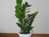 �U�~�I�N���J�X�E�U�~�t�H�[���A