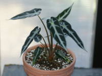 �A���J�V�A�E�o���r�[�m