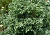 �{�[���o�[�h�i�R�j�t�@�[�j