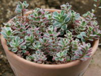 �R�[�J�T�X�L�����\�E