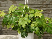 �V�b�T�X�E�G�����_�j�J