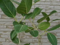 �t�B�J�X�E�x���K�����V�X