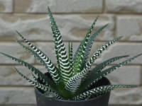 �W���E�j�m�}�L�i�\��̊��j