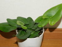 �n�[�g�t�@��