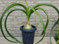 �R���`����