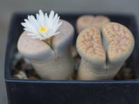 ���g�[�v�X