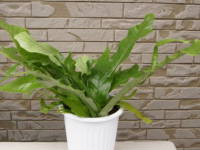 �N���R�_�C���t�@�[��