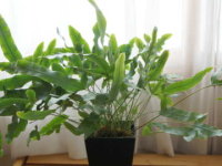 �t���{�f�B�E���E�A�E���E��