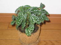 �s���A�E�J�f�B�G���C