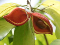 �s���|���̖�