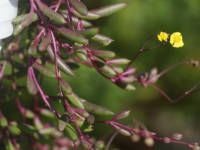 ���r�[�l�b�N���X