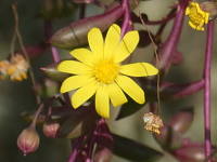 ���r�[�l�b�N���X