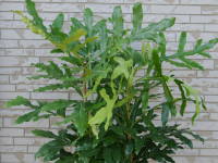 �X�e�m�J�[�p�X