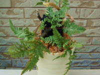 �g�L���V�m�u