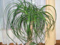 �g�b�N������