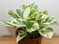 �|�g�X�E�G���W���C