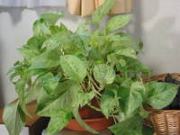 �|�g�X�E�}�[�u���N�B�[��