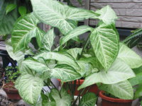 �V���S�j�E��