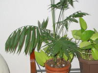 �e�[�u�����V