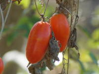 �J���X�E��