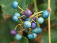 �e���n�m�u�h�E