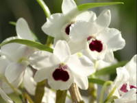 �f���h���r���[��