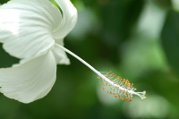 �n�C�r�X�J�X�̎ʐ^