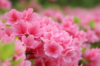 �c�c�W�̎ʐ^