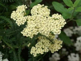 �Z�C���E�m�R�M���\�E�i�������F�j