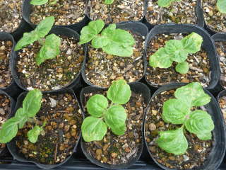 �A�Q���^���̃|�b�g�c