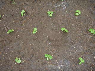 �A�Q���^���̐A���t��