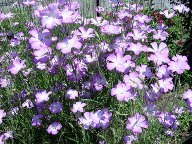 �A�O���X�e���}