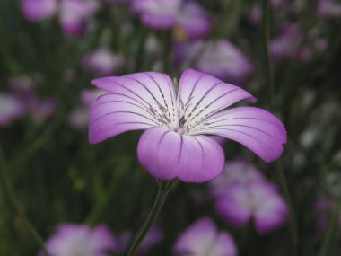 �A�O���X�e���}