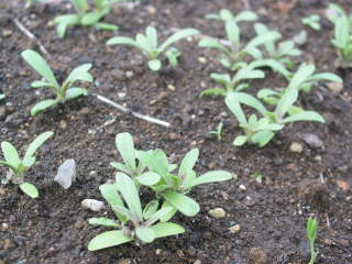 �A�O���X�e���}�i���܂��j