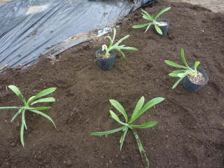 �A�O���X�e���}�i�c�̐A���t���j