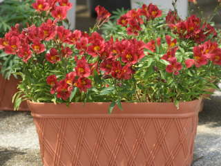 ���A���̃A���X�g�������A