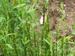 �J�Ԍ�̐؂�߂��i�����j