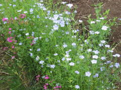 �؂�߂���̊J�ԁi�����j 