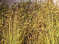 �����̌͂ꂽ�s�Ǝ�