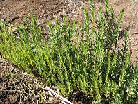 ���t�̌s�i�����j