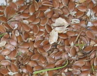 �����̎�