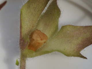 �A�T���i�̎�