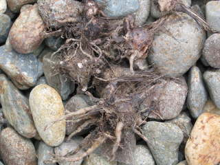 �A�b�c�U�N���̋���