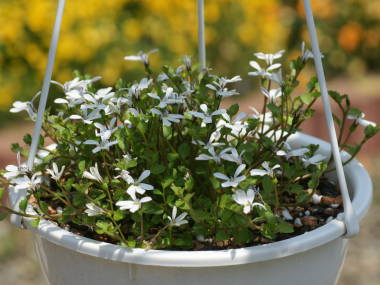 �G�N�{�\�E�̑S��