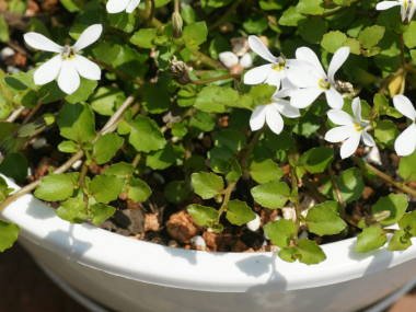 �G�N�{�\�E�̗t