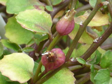 �G�N�{�\�E�̎�