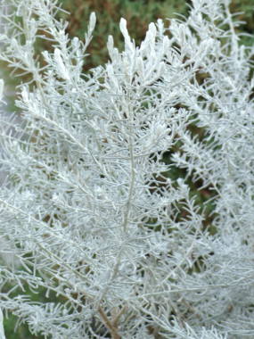 エレモフィラ・ニベアの花