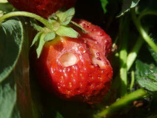 �i���N�W�ɐH�ׂ�ꂽ�C�`�S